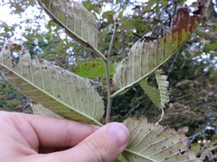 Stegophora ulmea