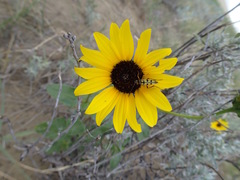 Typocerus balteatus