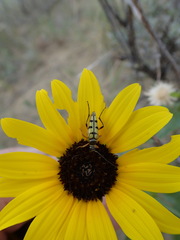 Typocerus balteatus
