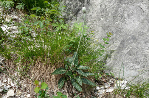 Jadrinzev's saw-wort (Saussurea jadrincevii)