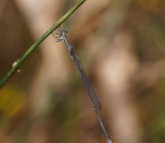 Rhadinosticta simplex