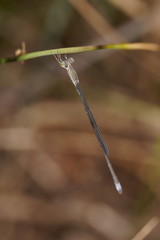 Rhadinosticta simplex