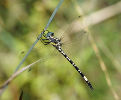 Parasynthemis regina