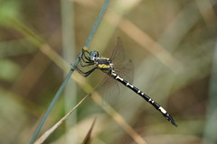 Parasynthemis regina