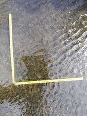 Zostera muelleri