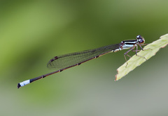 Acanthagrion trilobatum