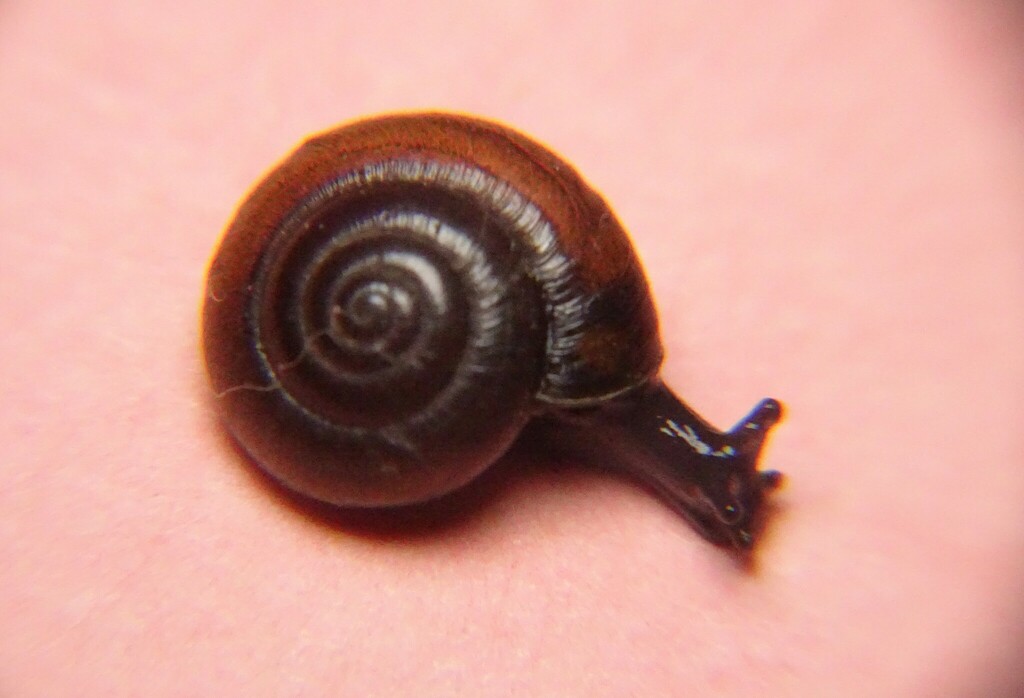 Gloss snails