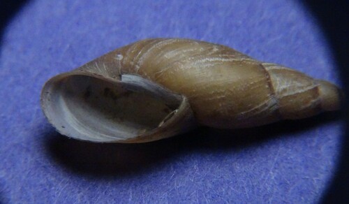 Flat-whorled Pond Snail