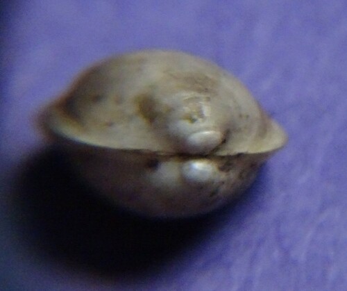 Swamp Fingernailclam