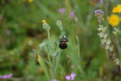 Lytta sublaevis