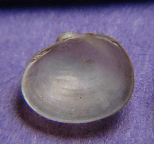 pond fingernailclam