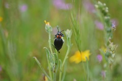Lytta sublaevis