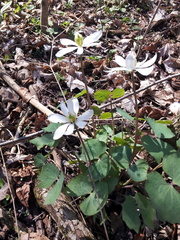 Jeffersonia diphylla