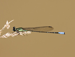 Acanthagrion yungarum