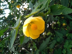 Abutilon hybridum
