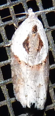 Acleris maculidorsana
