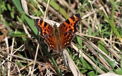 Polygonia faunus rusticus