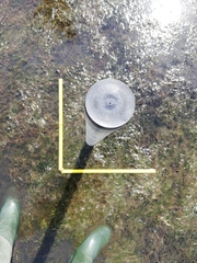 Zostera muelleri