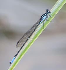 Acanthagrion yungarum