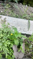 Mecardonia procumbens