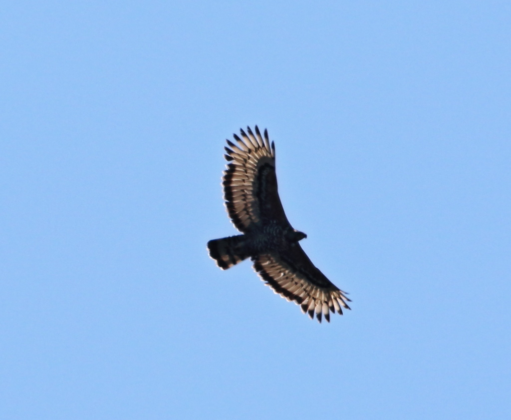 Crowned Eagle from Peace Road, Kloof, KZN, ZA on August 28, 2023 at 12: ...
