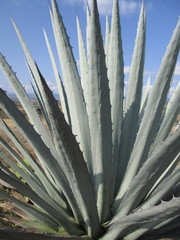 Agave applanata