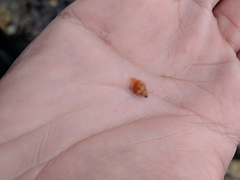 Amphissa versicolor