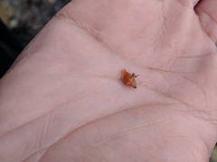 Amphissa versicolor