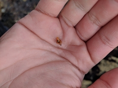 Amphissa versicolor