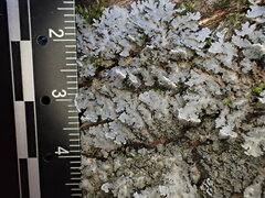 Pannaria conoplea image