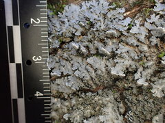 Pannaria conoplea image