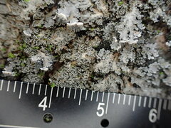 Pannaria conoplea image