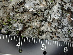 Pannaria conoplea image