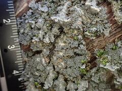 Pannaria conoplea image