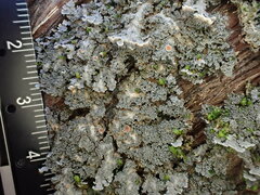 Pannaria conoplea image