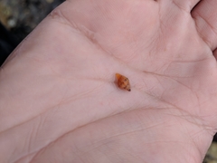 Amphissa versicolor