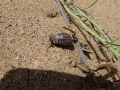 Phyllophaga lanceolata