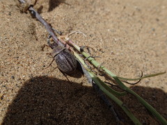Phyllophaga lanceolata