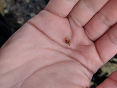 Amphissa versicolor