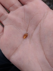 Amphissa versicolor