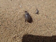 Phyllophaga lanceolata