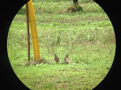 Geophaps scripta