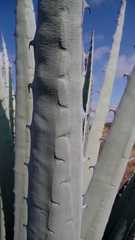 Agave applanata