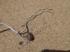 Phyllophaga lanceolata