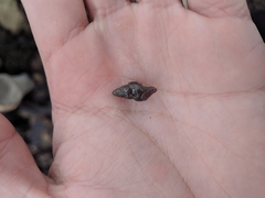 Cerithideopsis californica