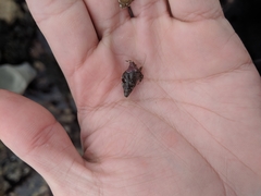 Cerithideopsis californica