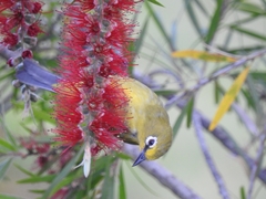 Zosterops senegalensis