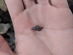 Cerithideopsis californica