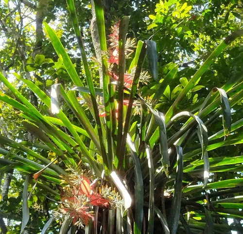 Aechmea costantinii