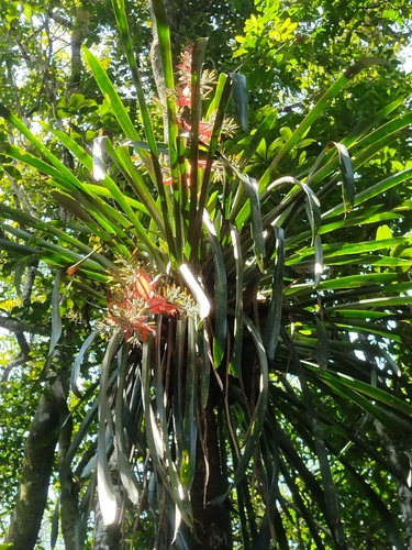 Aechmea costantinii, photograph 1